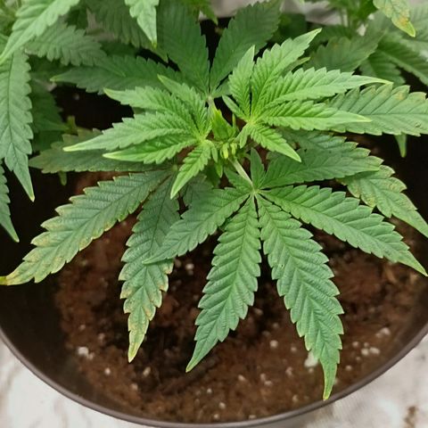 Pineapple Express growlog timeline photo