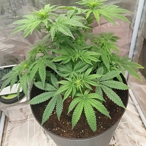 Pineapple Express growlog timeline photo