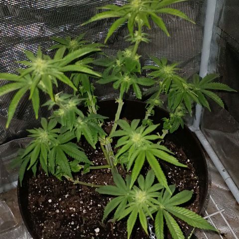 Pineapple Express growlog photo: Defolation #2