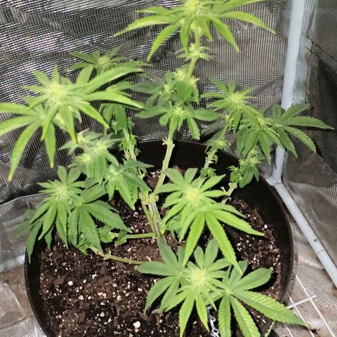 Pineapple Express growlog timeline photo