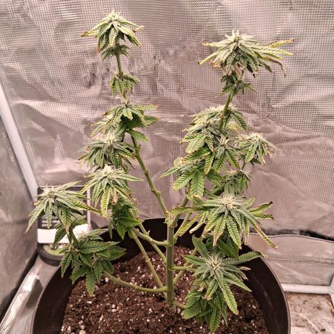 Pineapple Express growlog timeline photo