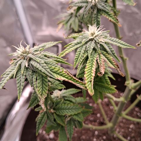 Pineapple Express growlog timeline photo