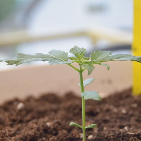 Purple Skunk - Automatic growlog timeline photo