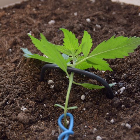 Purple Skunk - Automatic growlog photo: 1st. Training 