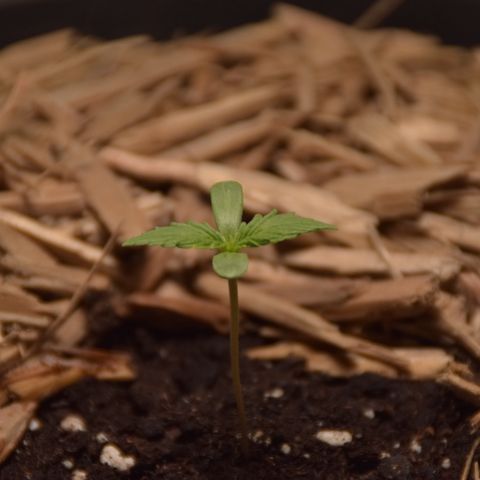 White Widdow - Automatic growlog timeline photo