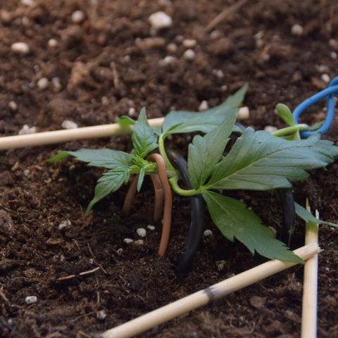 Purple Skunk - Automatic growlog photo: Verbesserung des ersten Trainings nach einer Nacht Ruhe 