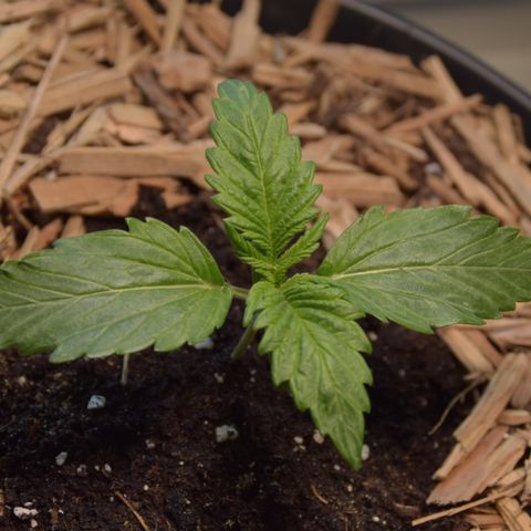 White Widdow - Automatic growlog photo: Erste Seitentriebe 