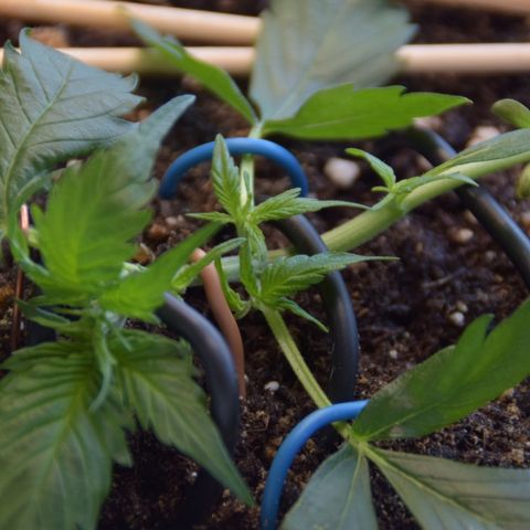 Purple Skunk - Automatic growlog timeline photo