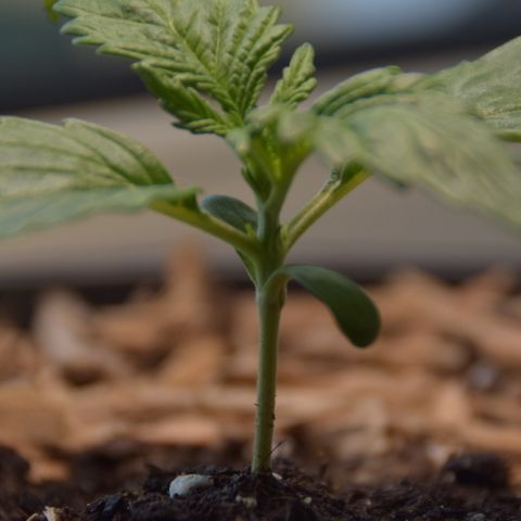 White Widdow - Automatic growlog timeline photo