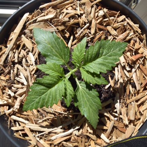 White Widdow - Automatic growlog timeline photo