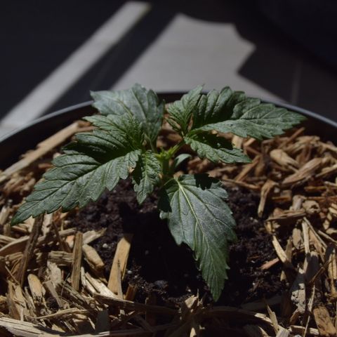 White Widdow - Automatic growlog timeline photo