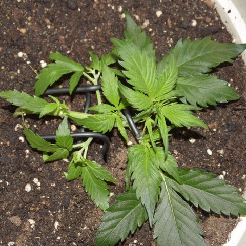 Purple Skunk - Automatic growlog timeline photo