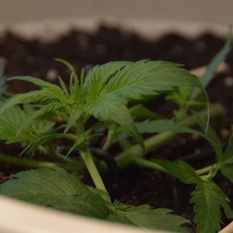 Purple Skunk - Automatic growlog timeline photo