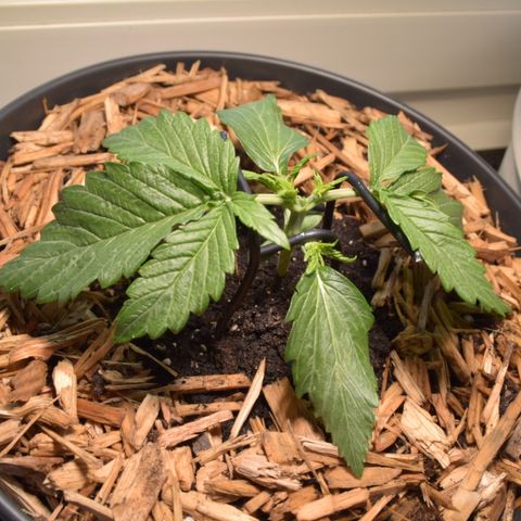 White Widdow - Automatic growlog timeline photo