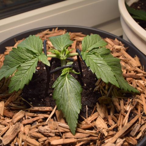 White Widdow - Automatic growlog timeline photo
