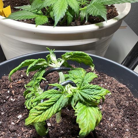 White Widdow - Automatic growlog timeline photo