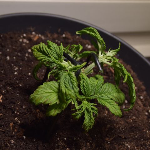 White Widdow - Automatic growlog timeline photo