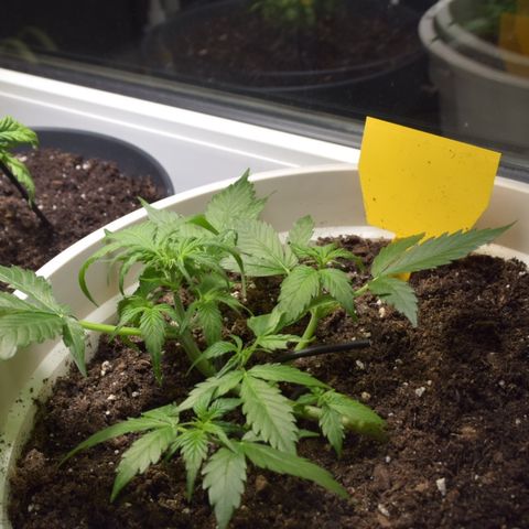 Purple Skunk - Automatic growlog timeline photo