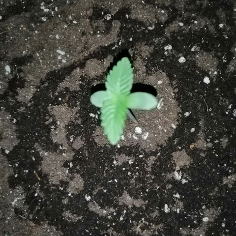 Lemon Cake growlog photo: Tweeling