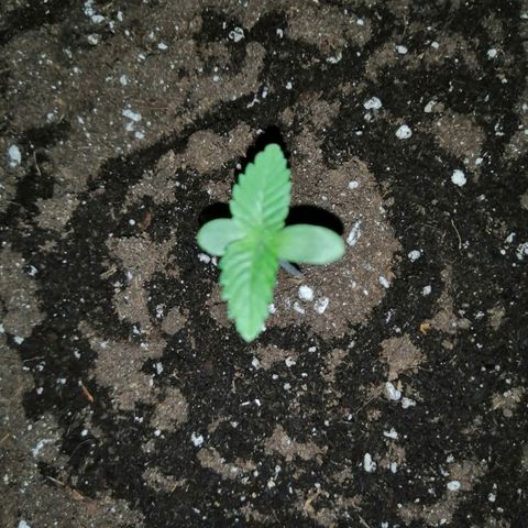 Lemon Cake growlog photo: Tweeling