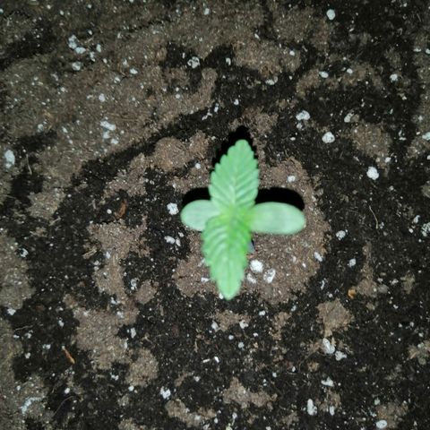 Lemon Cake growlog photo: Tweeling