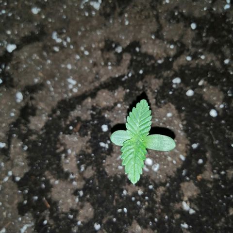 Lemon Cake growlog photo: Tweeling