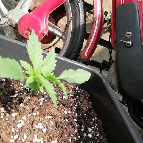 Lemon Cake growlog timeline photo