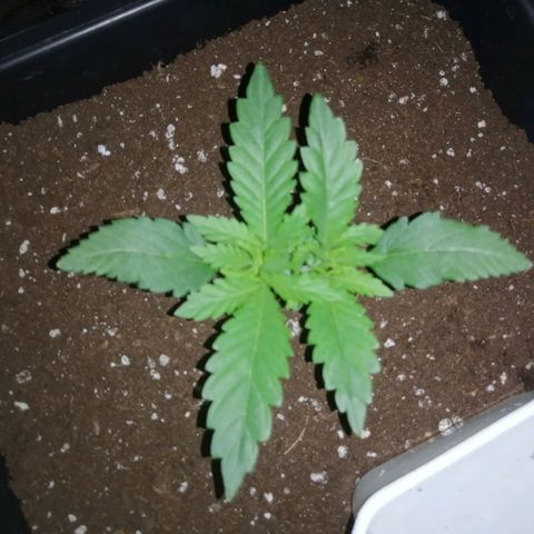 Lemon Cake growlog timeline photo
