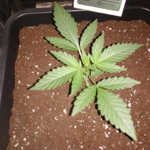 Critical Cheese Autoflowering growlog timeline photo