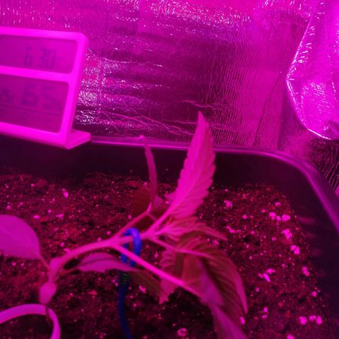 Critical Cheese Autoflowering growlog timeline photo
