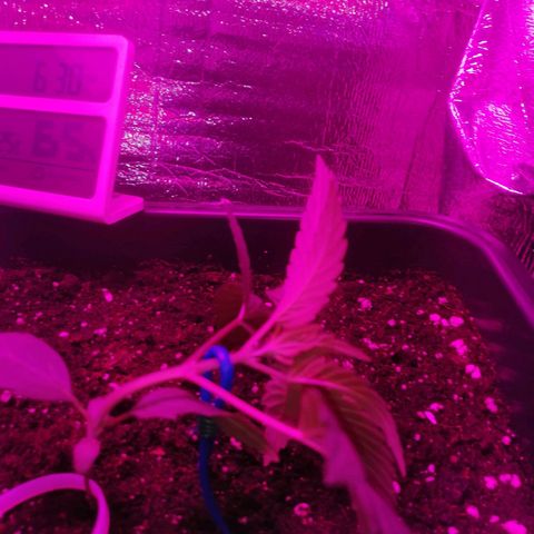 Critical Cheese Autoflowering growlog timeline photo