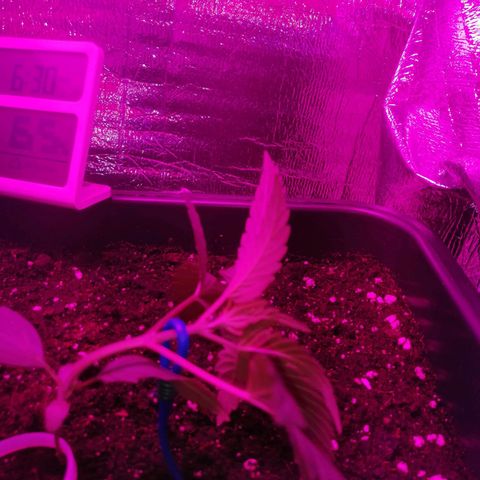 Critical Cheese Autoflowering growlog timeline photo