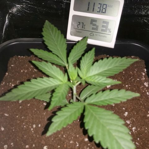Critical Cheese Autoflowering growlog timeline photo