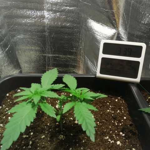 Lemon Cake growlog timeline photo