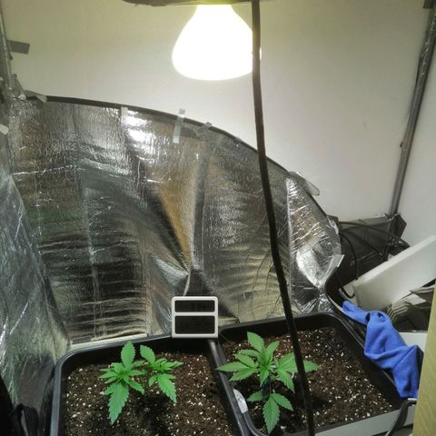 Lemon Cake growlog timeline photo