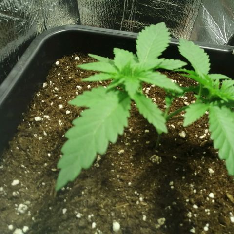 Lemon Cake growlog timeline photo