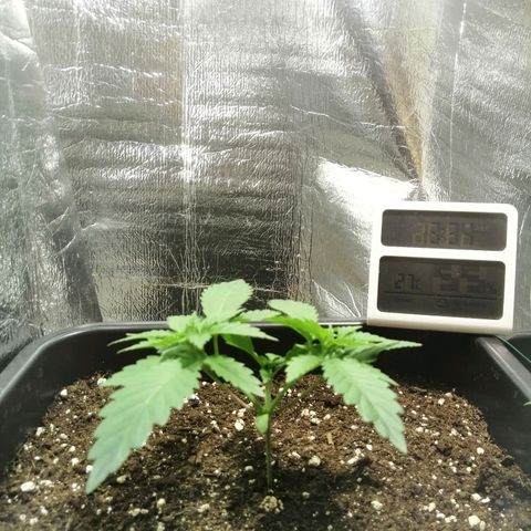 Lemon Cake growlog timeline photo