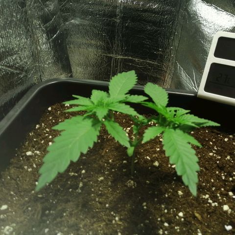 Lemon Cake growlog timeline photo