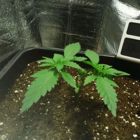 Lemon Cake growlog timeline photo