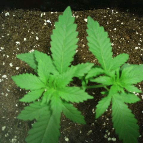 Lemon Cake growlog timeline photo