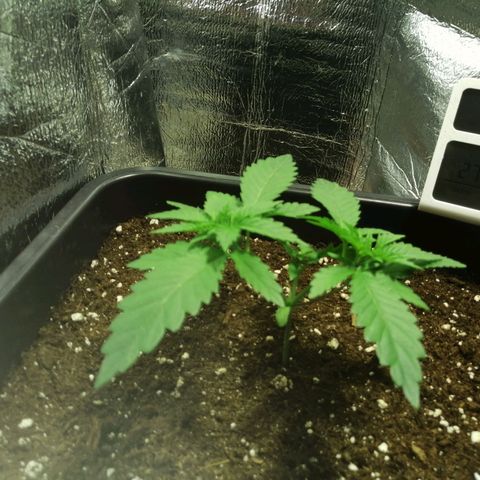 Lemon Cake growlog timeline photo
