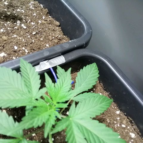 Critical Cheese Autoflowering growlog timeline photo