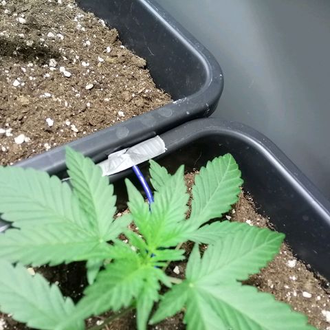 Critical Cheese Autoflowering growlog timeline photo