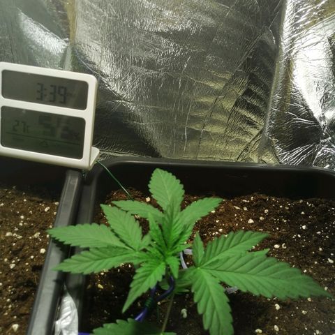 Critical Cheese Autoflowering growlog timeline photo