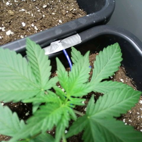 Critical Cheese Autoflowering growlog timeline photo