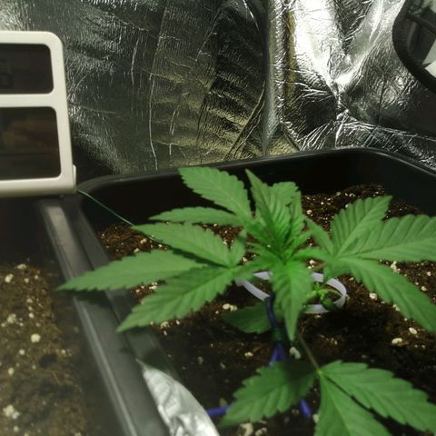Critical Cheese Autoflowering growlog timeline photo