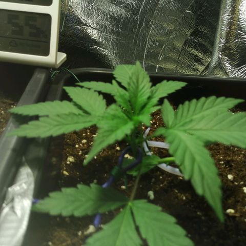 Critical Cheese Autoflowering growlog timeline photo
