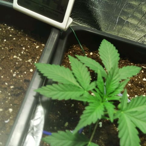 Critical Cheese Autoflowering growlog timeline photo
