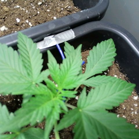 Critical Cheese Autoflowering growlog timeline photo