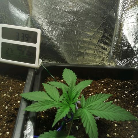Critical Cheese Autoflowering growlog timeline photo